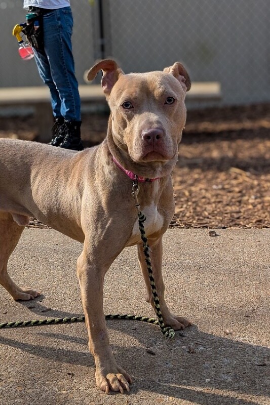 View Gabe the Dog Photo #8