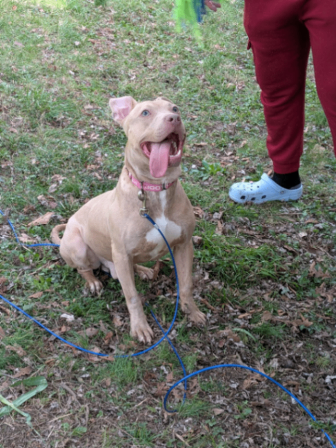 View Gabe the Dog Photo #7