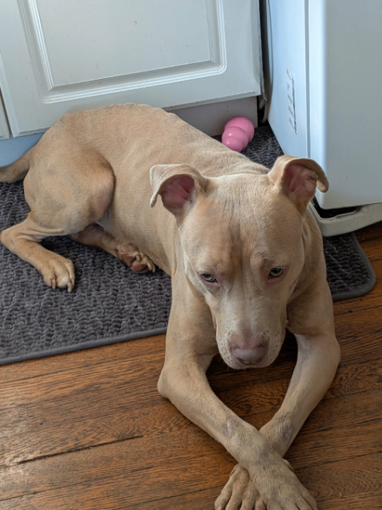 View Gabe the Dog Photo #3