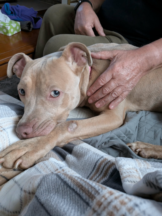 View Gabe the Dog Photo #4