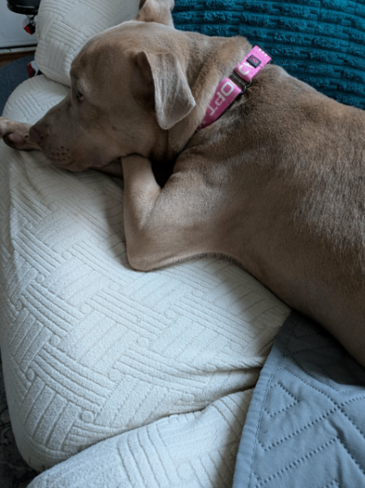 View Gabe the Dog Photo #6