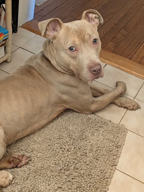 View Gabe the Dog Photo #2