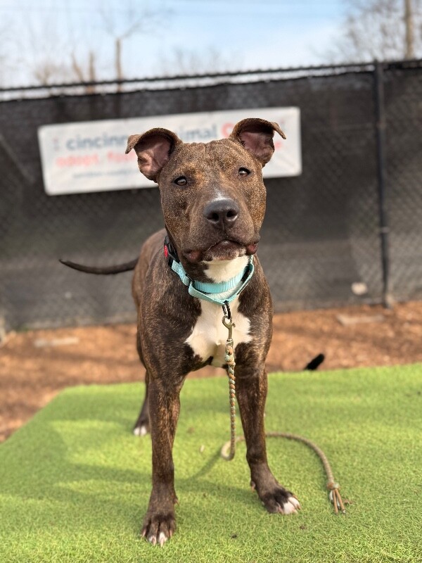 View Blue Cheese Crumbles the Dog Photo #2