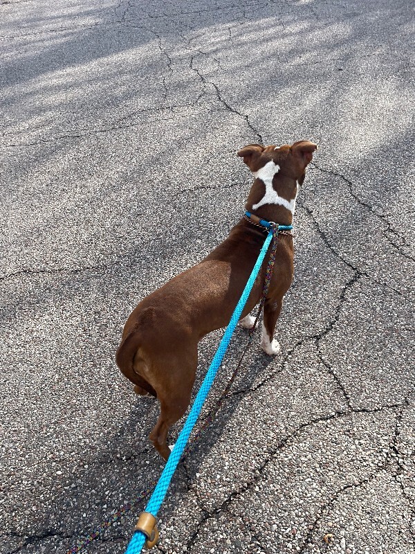 View Cheesecake Bites the Dog Photo #4