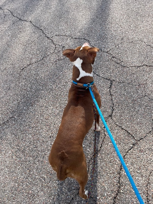 View Cheesecake Bites the Dog Photo #3