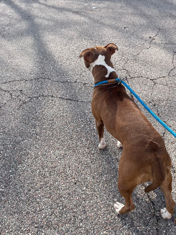 View Cheesecake Bites the Dog Photo #5