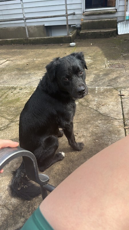 View Tchotchke the Dog Photo #7