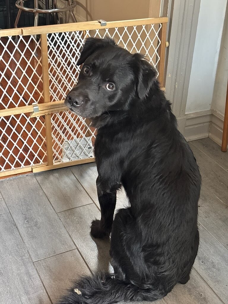 View Tchotchke the Dog Photo #5