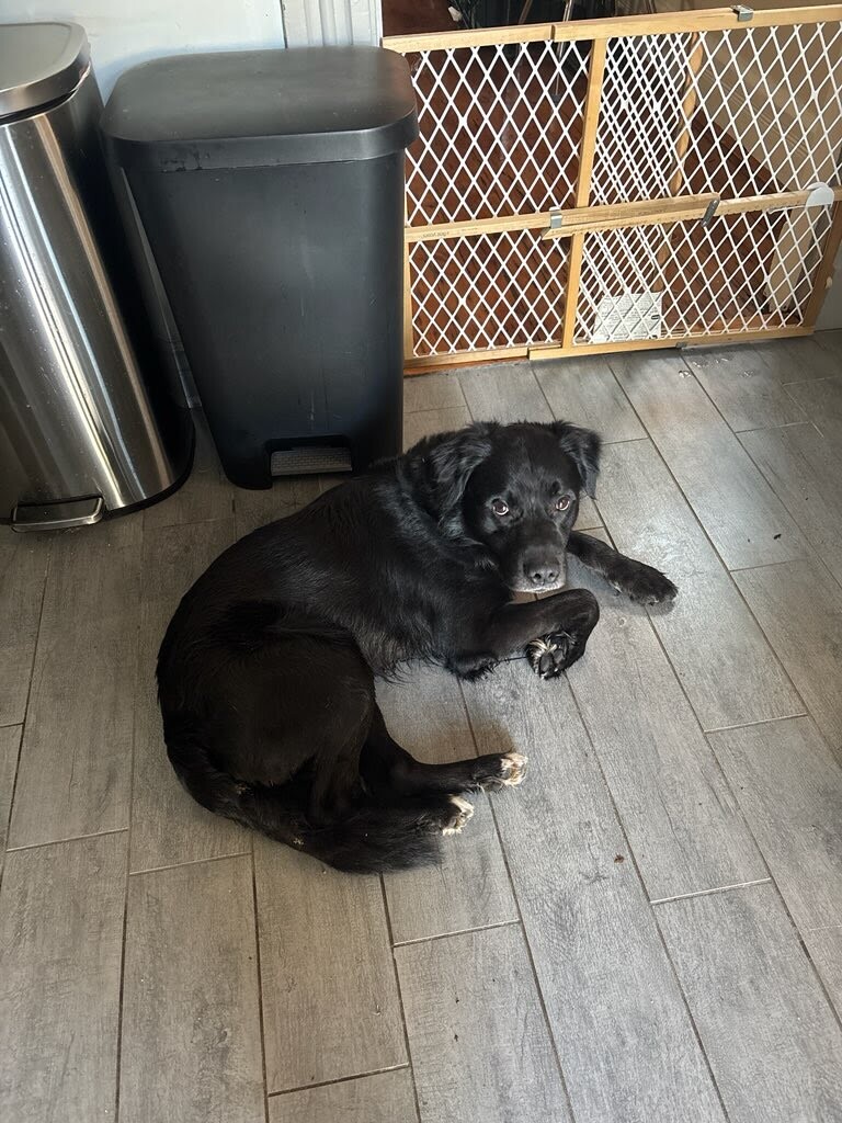 View Tchotchke the Dog Photo #4