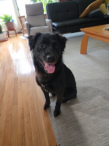 View Tchotchke the Dog Photo #19
