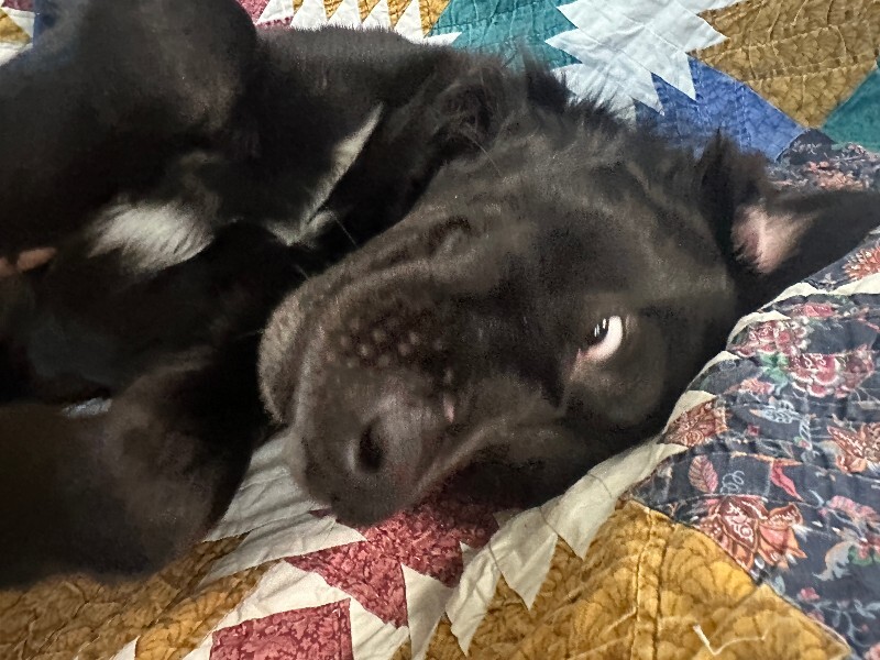 View Tchotchke the Dog Photo #14