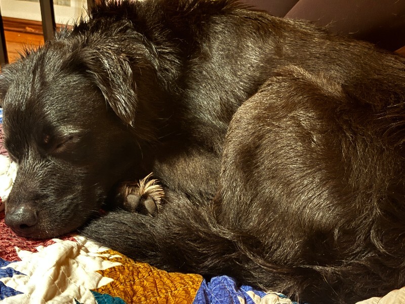 View Tchotchke the Dog Photo #6