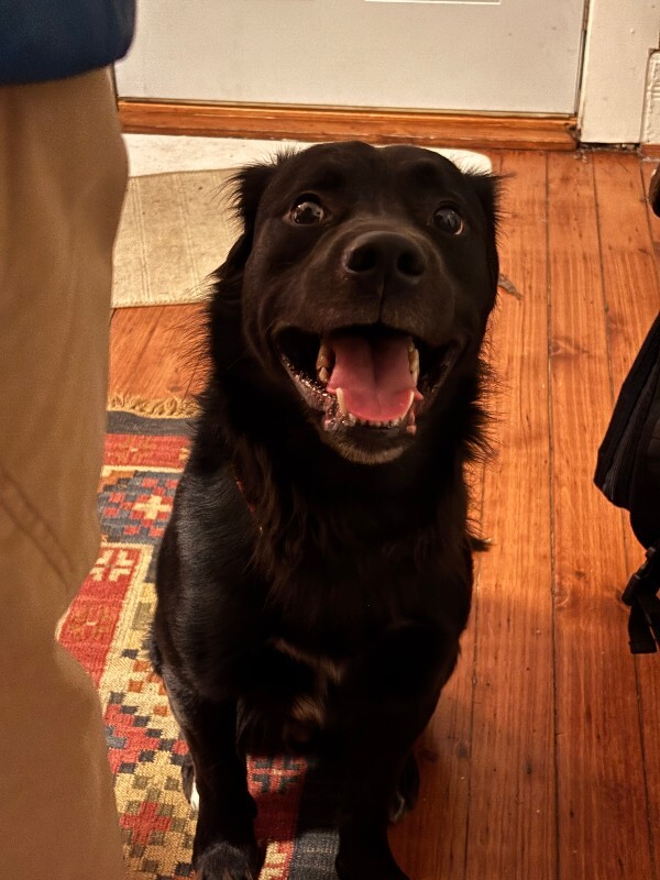 View Tchotchke the Dog Photo #8