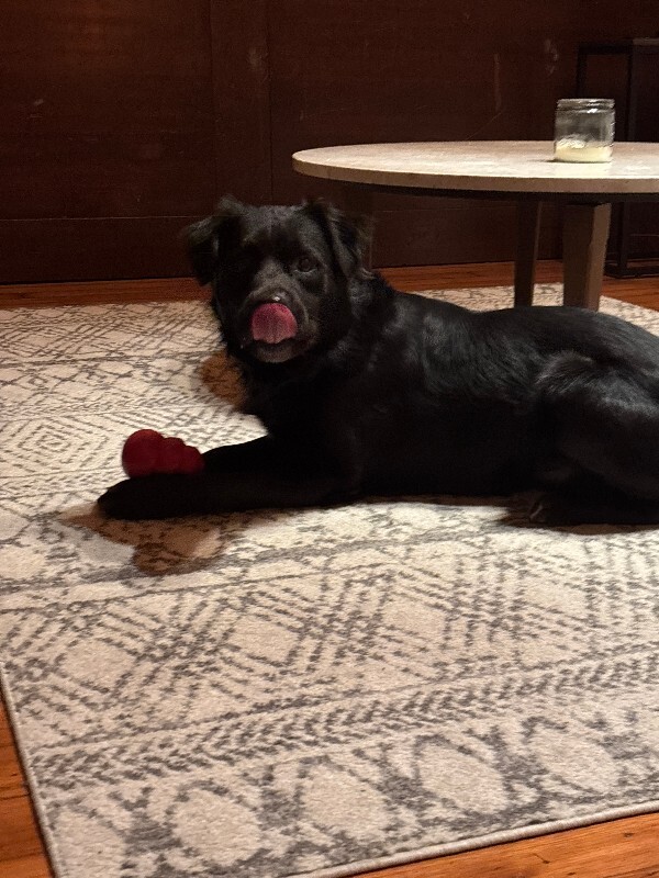 View Tchotchke the Dog Photo #13