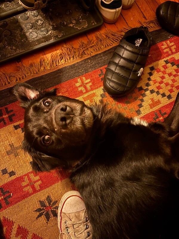 View Tchotchke the Dog Photo #16