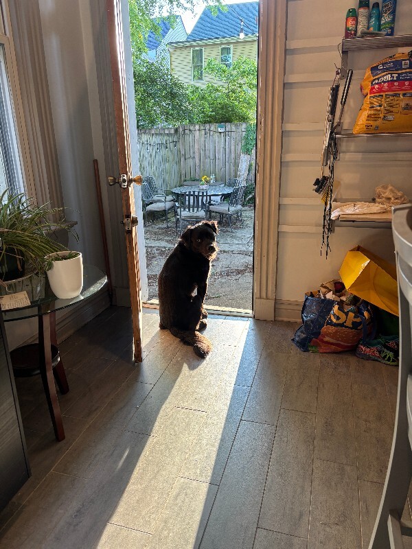 View Tchotchke the Dog Photo #12