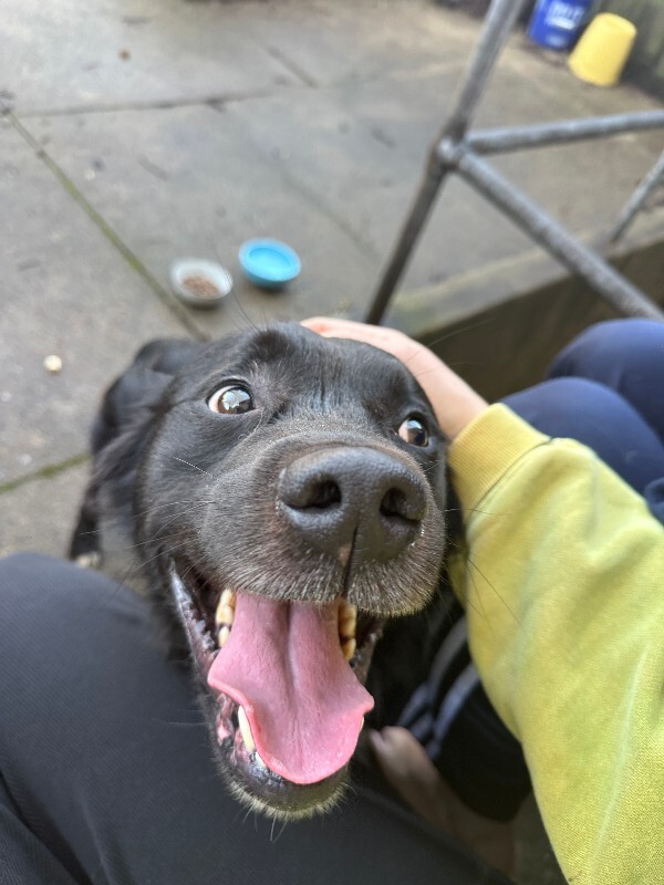 View Tchotchke the Dog Photo #2