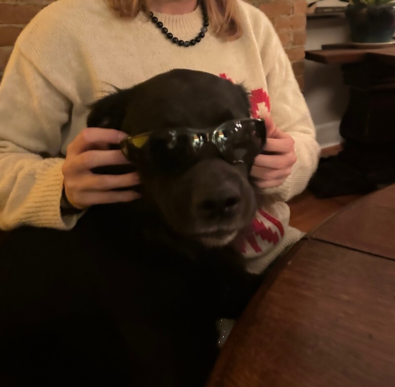 View Tchotchke the Dog Photo #10
