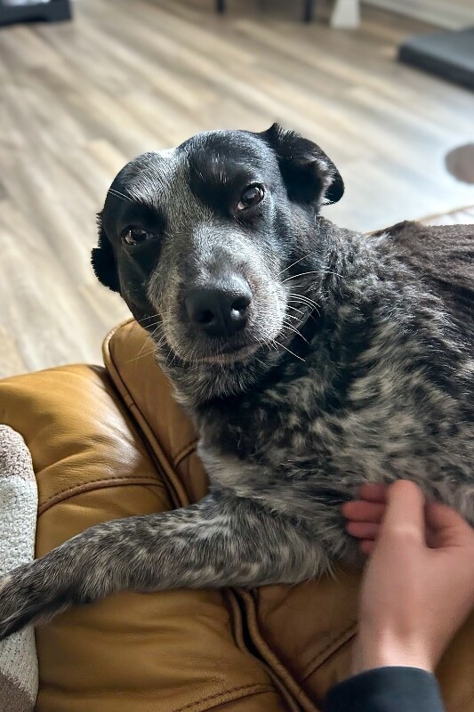 View Cris Cyborg the Dog Photo #4