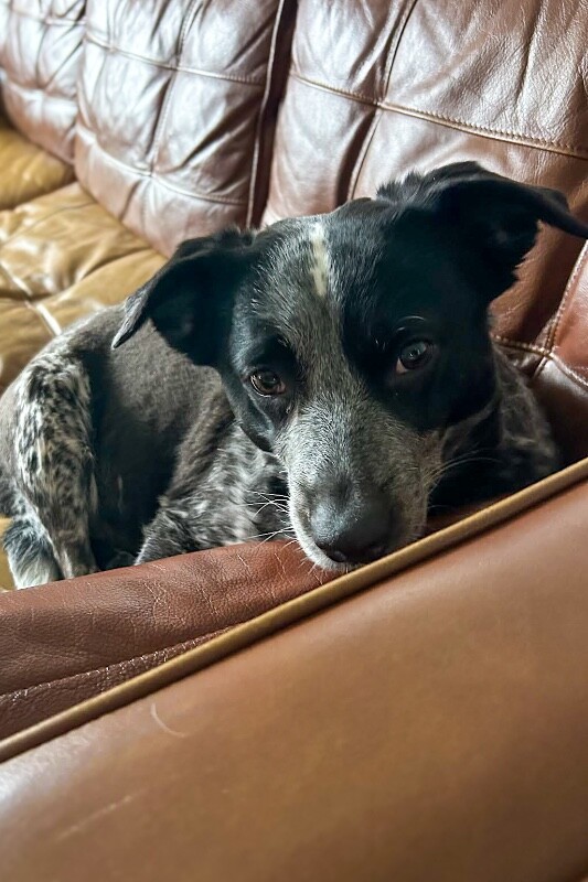 View Cris Cyborg the Dog Photo #5