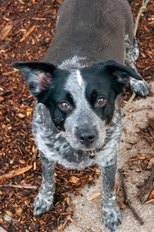 View Cris Cyborg the Dog Photo #6