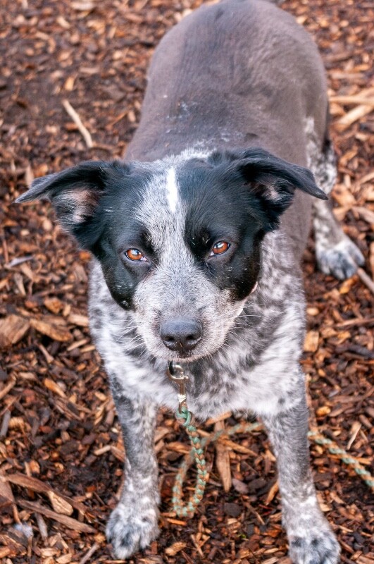 View Cris Cyborg the Dog Photo #8