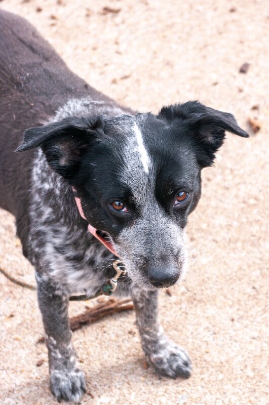 View Cris Cyborg the Dog Photo #2