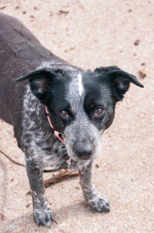 View Cris Cyborg the Dog Photo #7