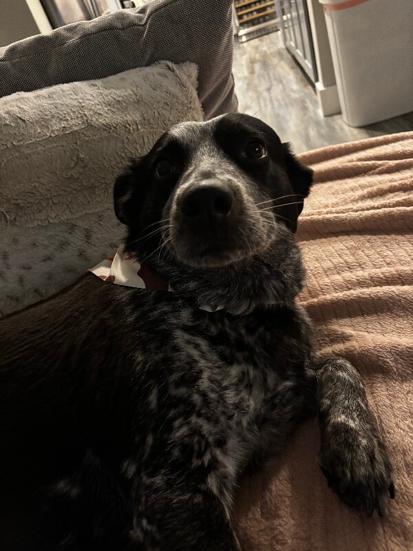 View Cris Cyborg the Dog Photo #14