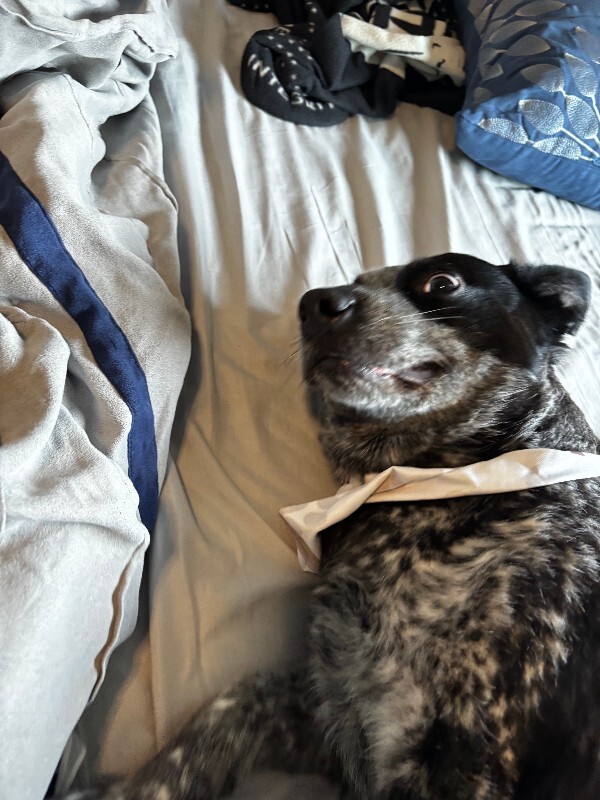 View Cris Cyborg the Dog Photo #16