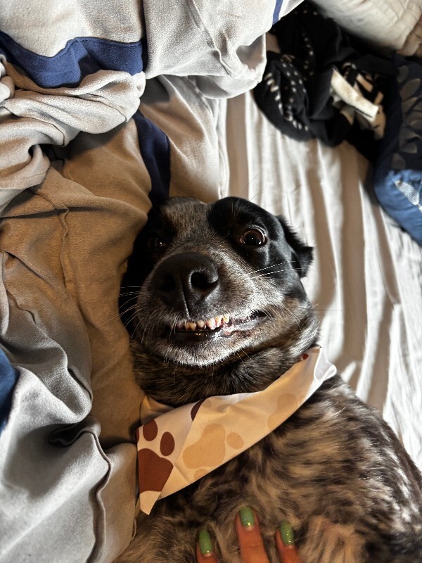 View Cris Cyborg the Dog Photo #15