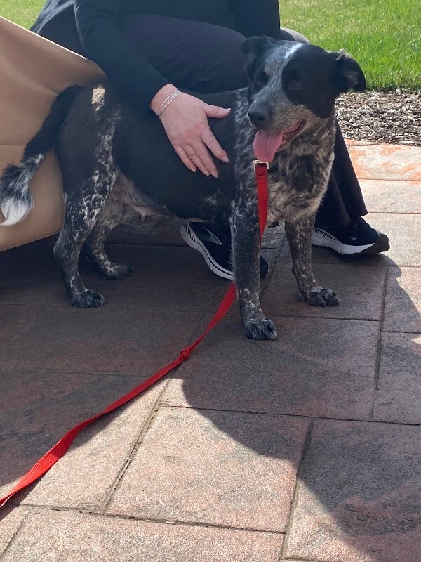 View Cris Cyborg the Dog Photo #13