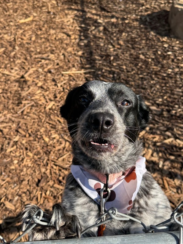 View Cris Cyborg the Dog Photo #11