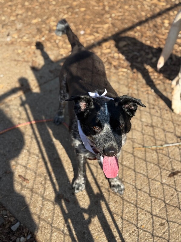 View Cris Cyborg the Dog Photo #10