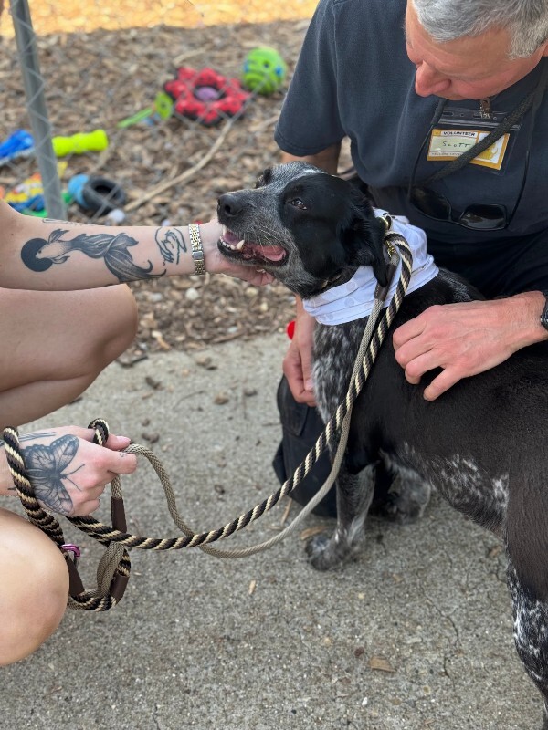 View Cris Cyborg the Dog Photo #9