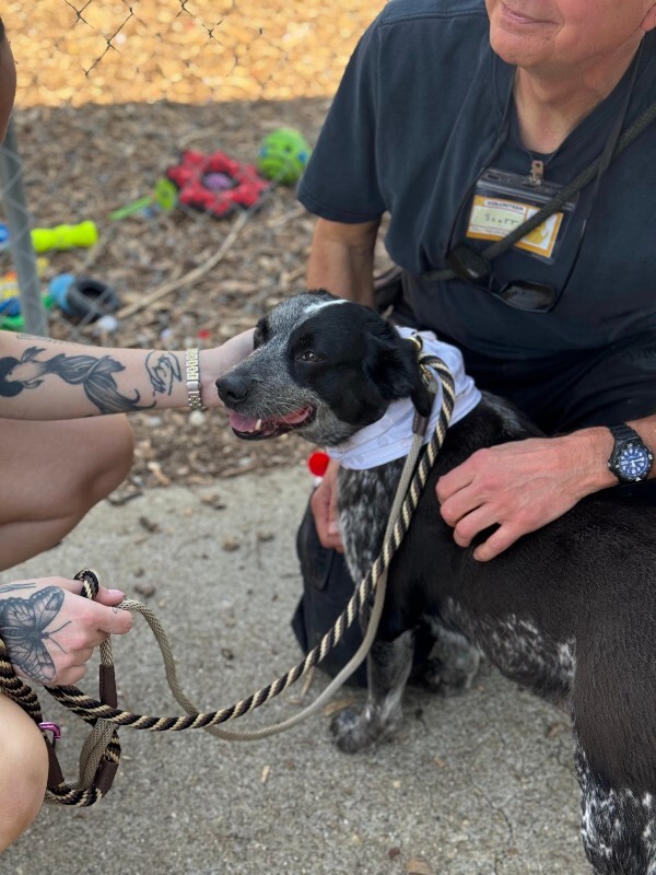 View Cris Cyborg the Dog Photo #12