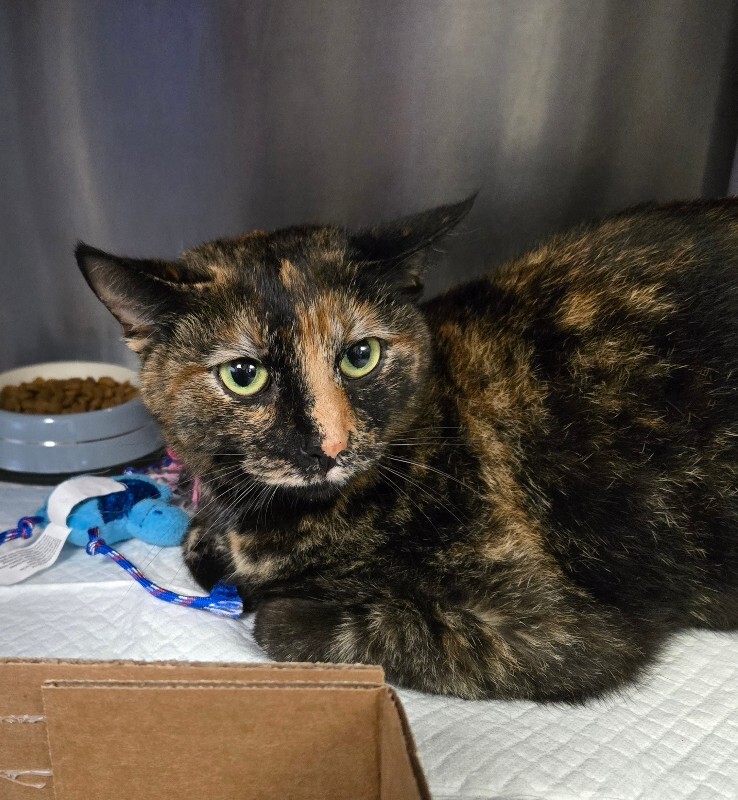 View Carmen the Cat Photo #3