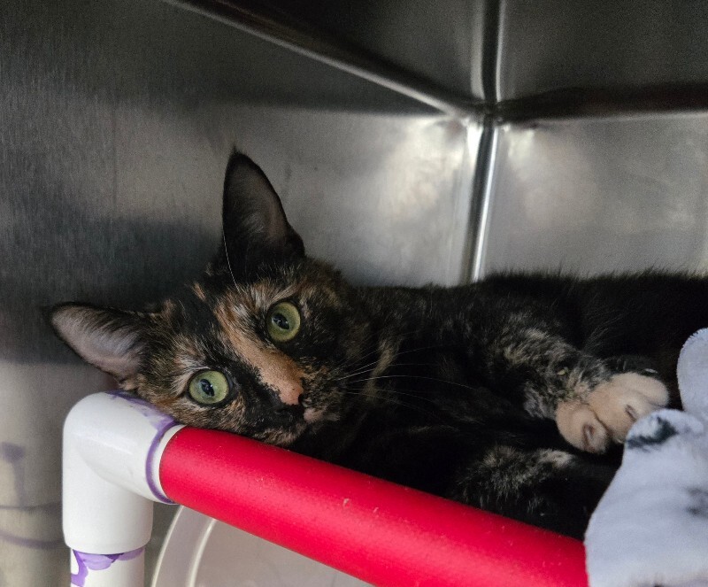 View Carmen the Cat Photo #2