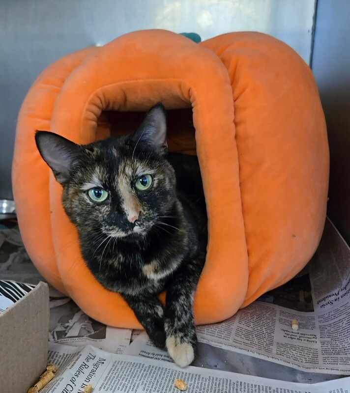 Carmen - Cat