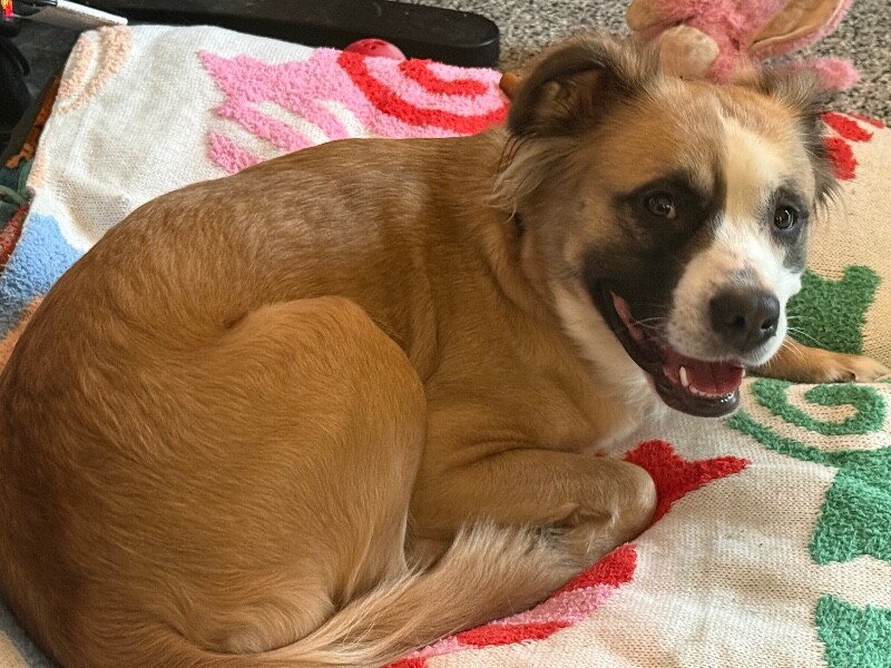 View Kathleen the Dog Photo #4