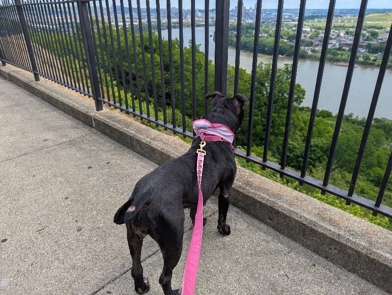 View Rhubarb Rheah the Dog Photo #12
