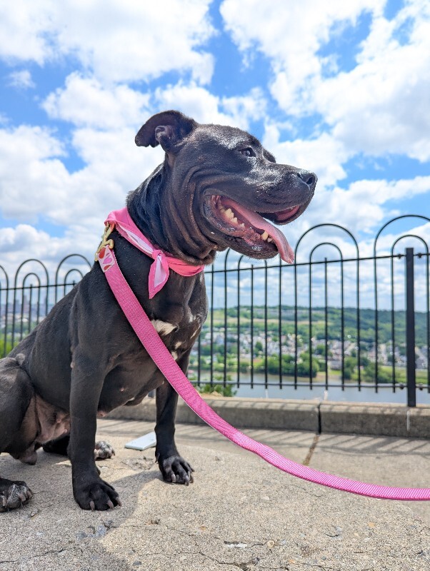 View Rhubarb Rheah the Dog Photo #10
