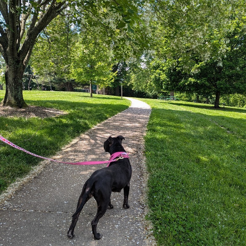 View Rhubarb Rheah the Dog Photo #16