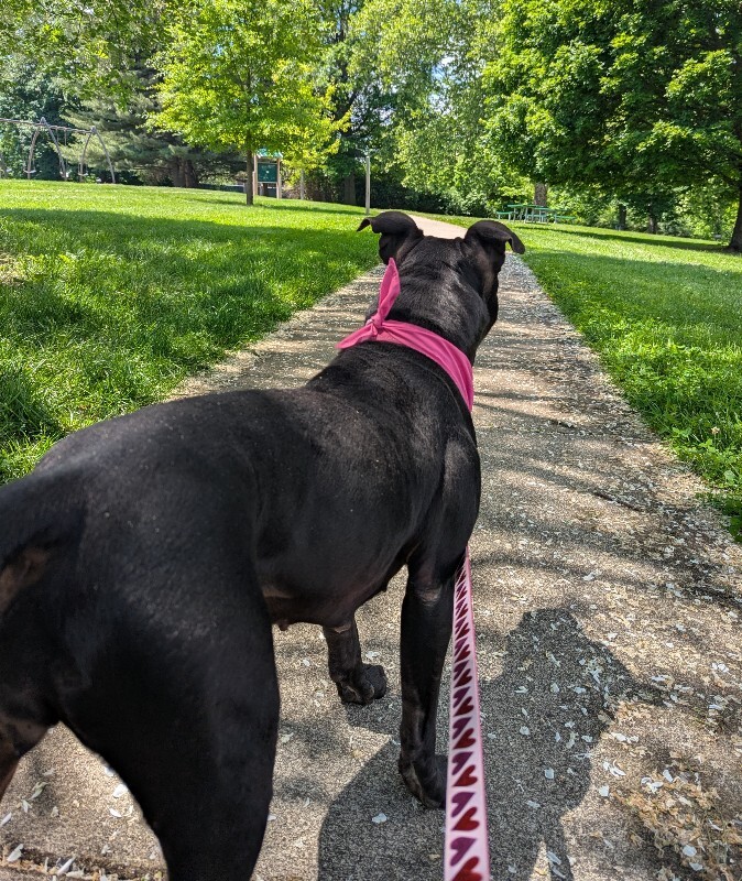 View Rhubarb Rheah the Dog Photo #5