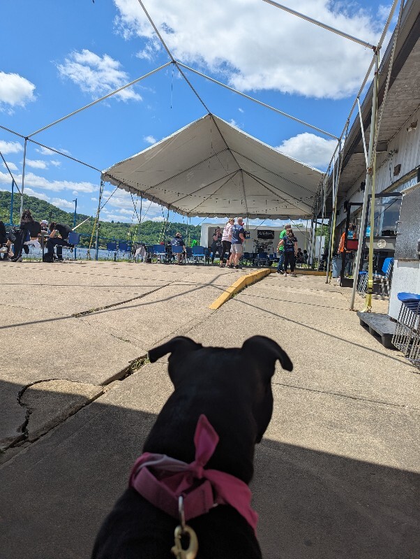 View Rhubarb Rheah the Dog Photo #17