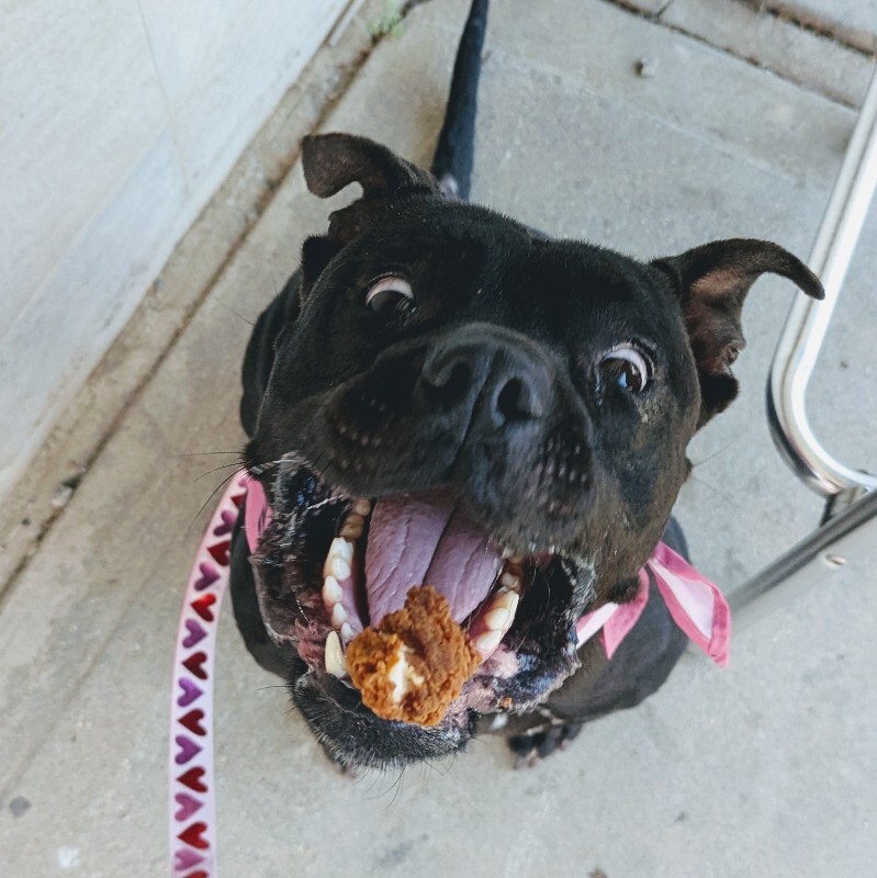 View Rhubarb Rheah the Dog Photo #15