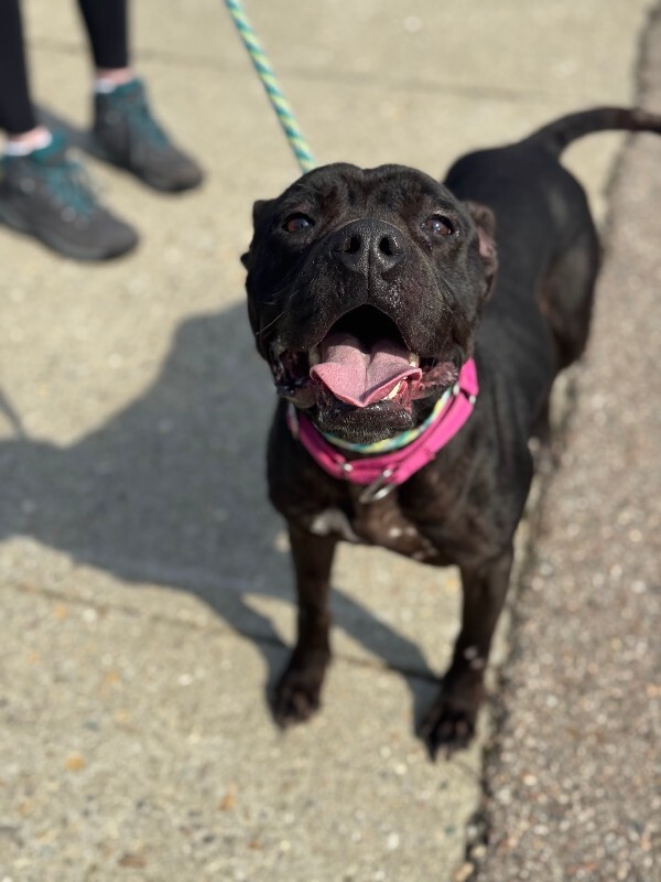 View Rhubarb Rheah the Dog Photo #5