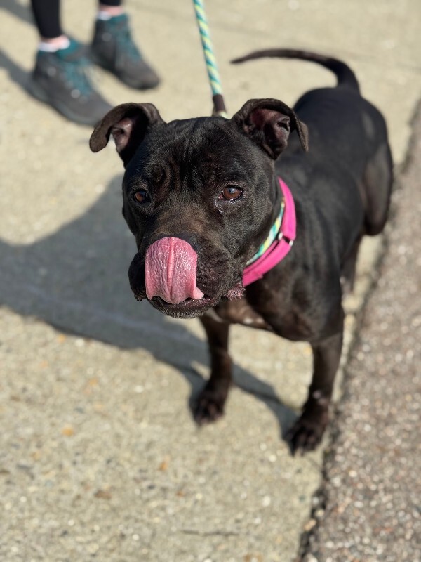 View Rhubarb Rheah the Dog Photo #4