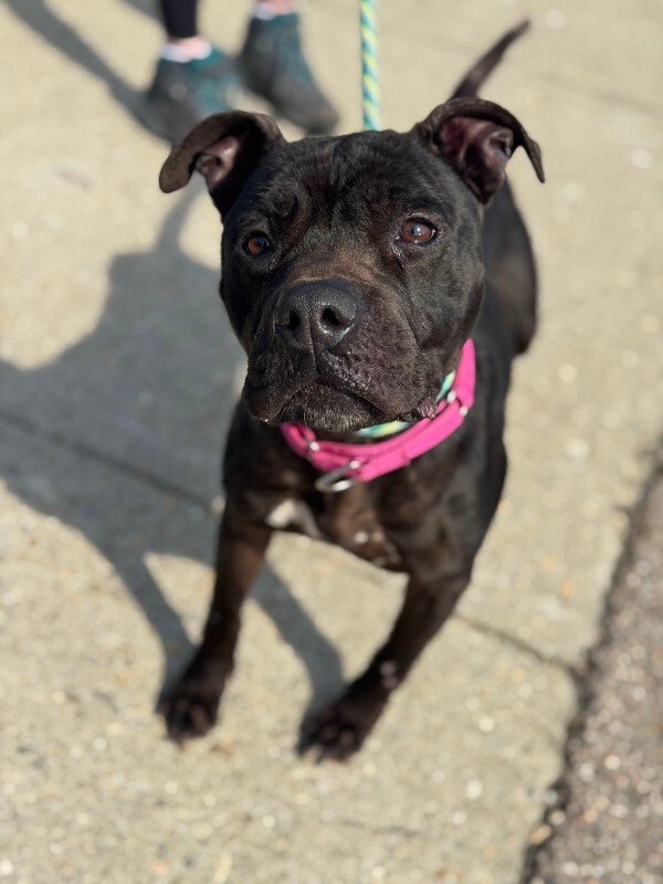 View Rhubarb Rheah the Dog Photo #6