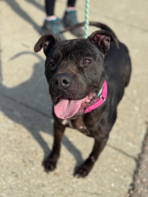 View Rhubarb Rheah the Dog Photo #2